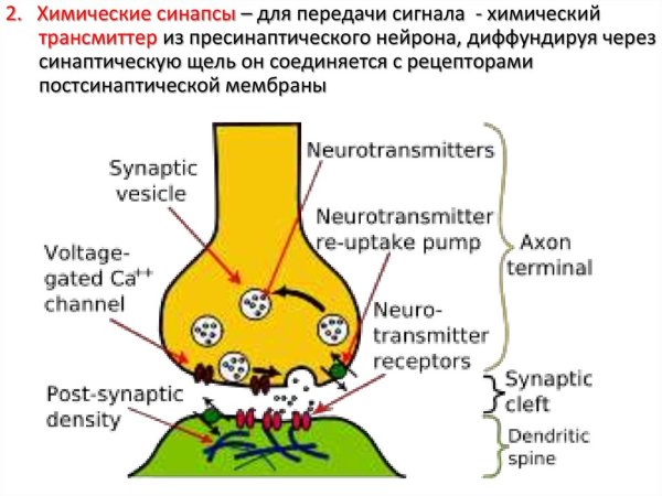 Строение химического синапса физиология