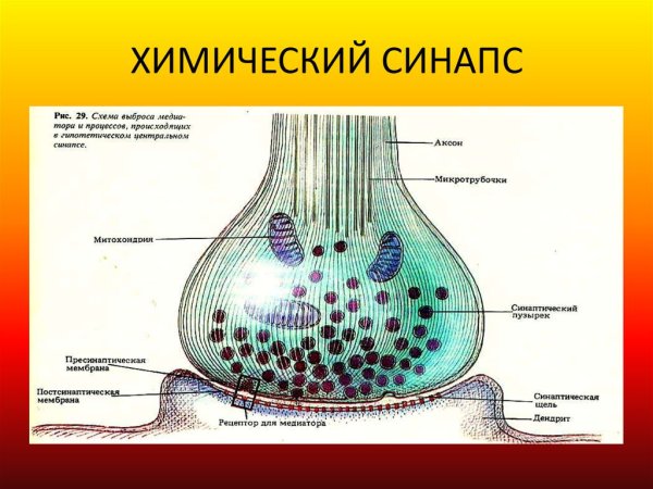 Строение синапса анатомия