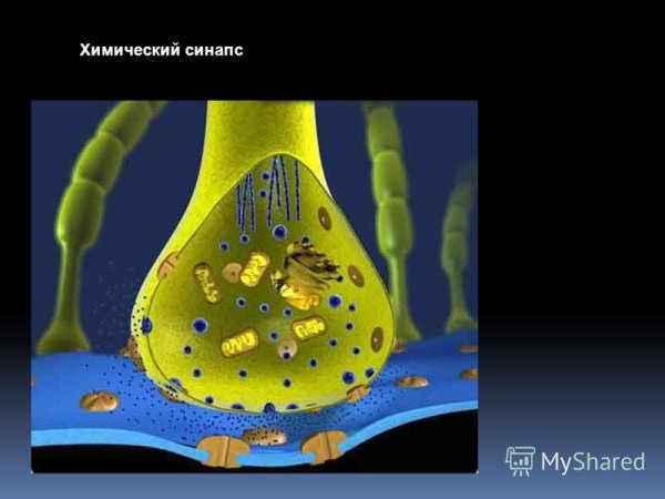Структура химического синапса рисунок