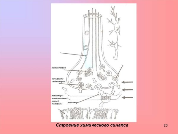 Синапс нейромедиаторы схема