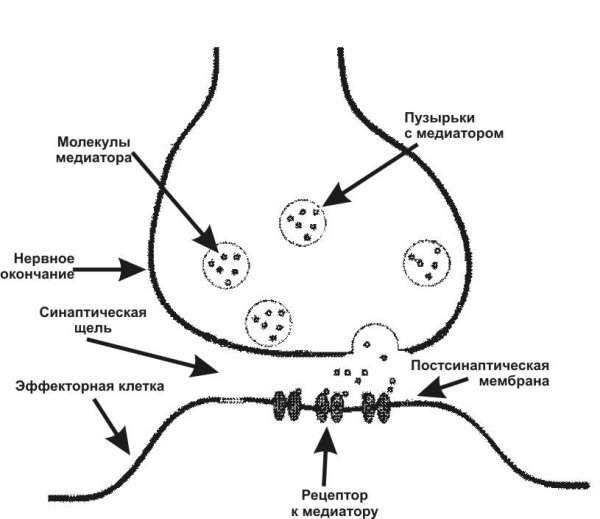 Постсинаптическая мембрана синапса
