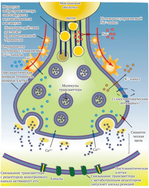 Структура химического синапса рисунок