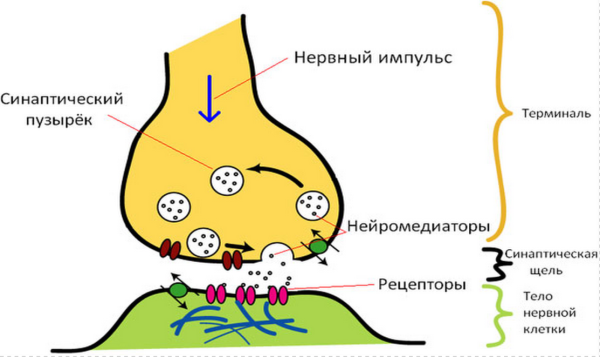 Строение синаптического синапса