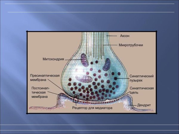 Схема строения химиического синуса
