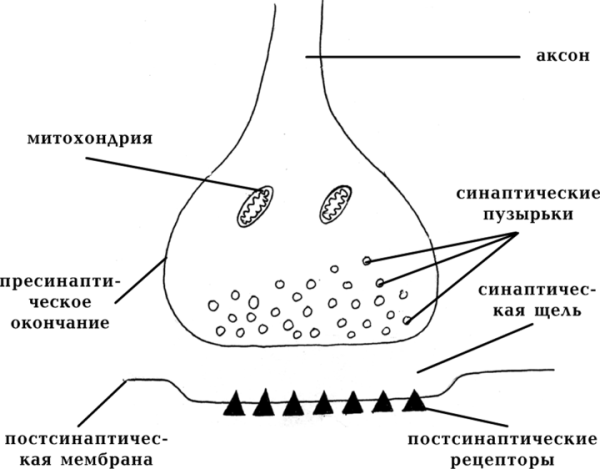Строение смешанного синапса
