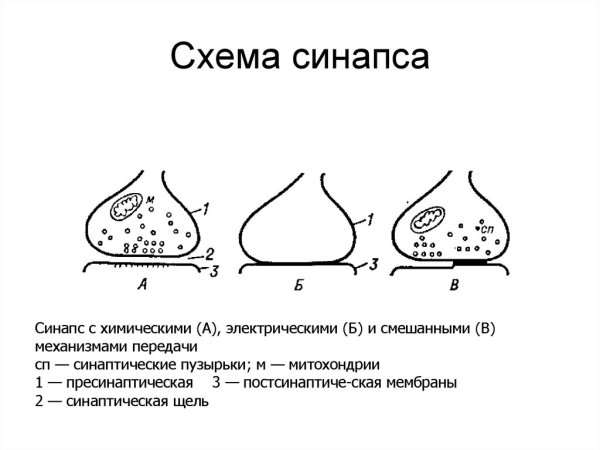 Строение химического синапса анатомия
