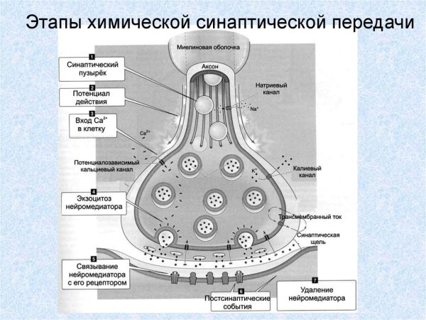 Схема электрического синапса