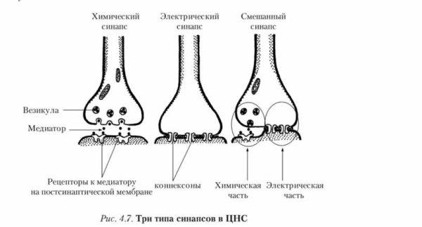 Строение химического синапса физиология