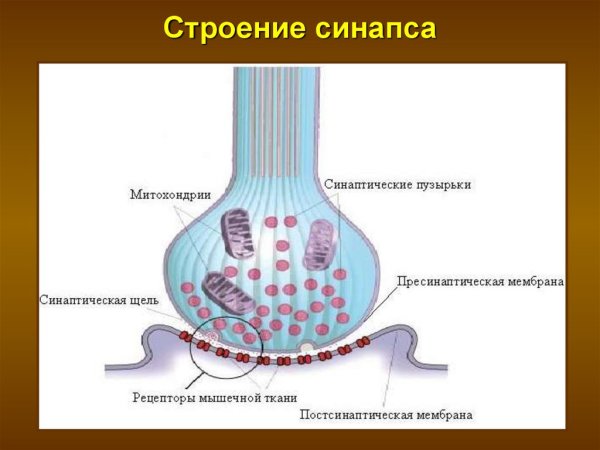 Передача импульсов в синапсе схема