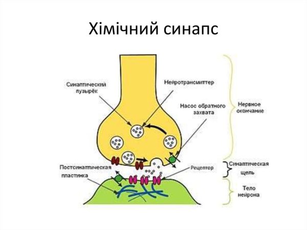 Схема химического синапса физиология