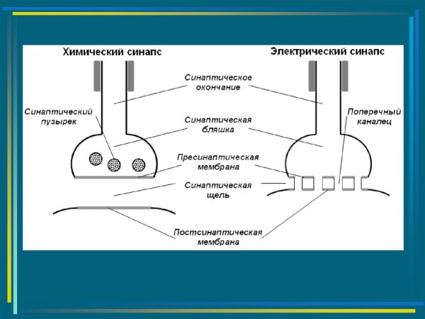 Схема строения и передачи сигнала в химическом синапсе