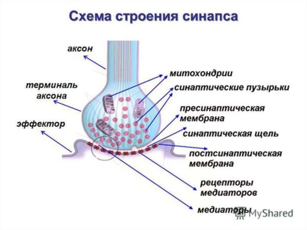 Постсинаптическая мембрана синапса