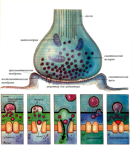 Постсинаптическая мембрана синапса
