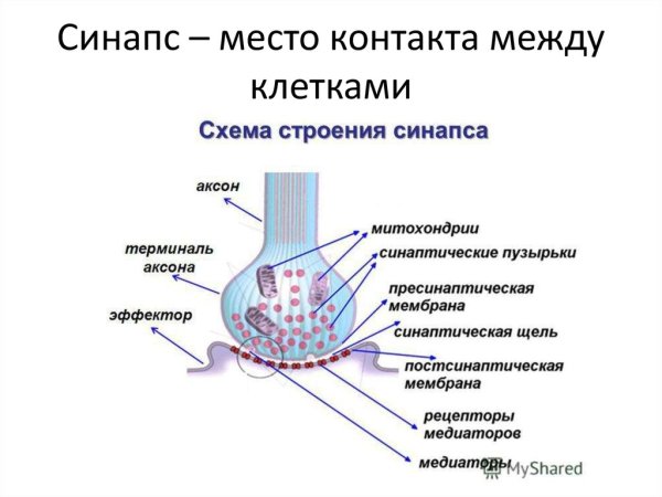 Структура химического синапса