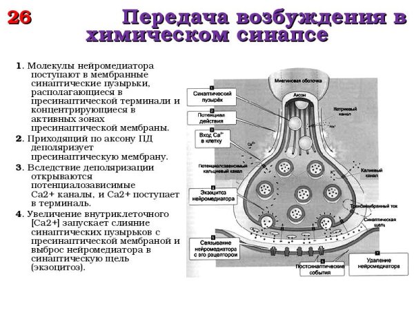 Электрический синапс физиология