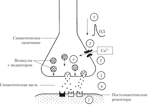 Строение нервного синапса