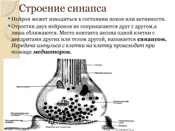 Медиаторы синапсов схема
