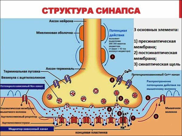 Механизм работы электрического синапса схема