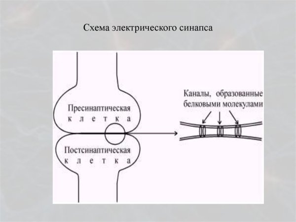 Изучите строение синапса
