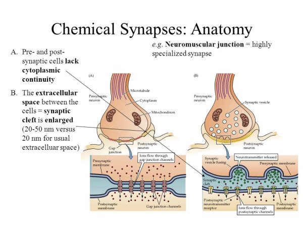 Передача импульса через синапс с химическим механизмом