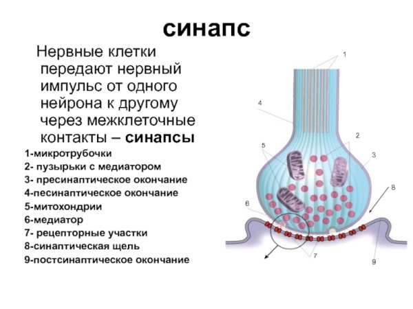 Структура синапса физиология схема