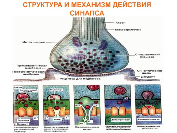 Строение синапса физиология