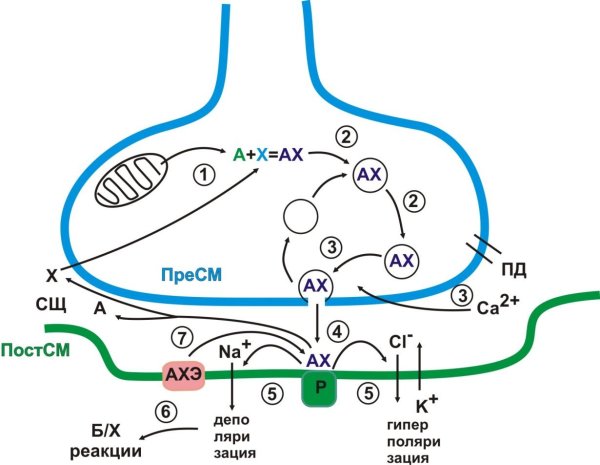 Схема строения химического синапса физиология