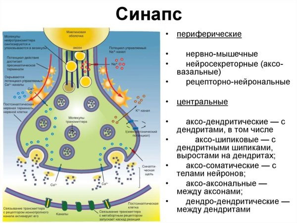 Этапы передачи возбуждения в химических синапсах