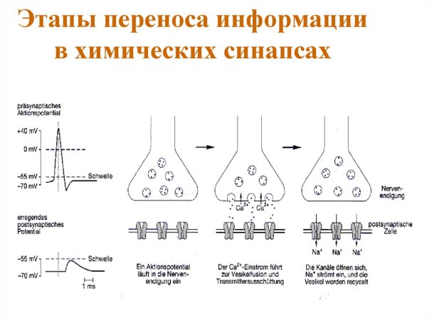 . Схема передачи химического сигнала в синапсе.
