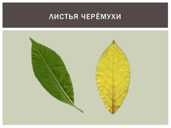 Черемуха Маака листья