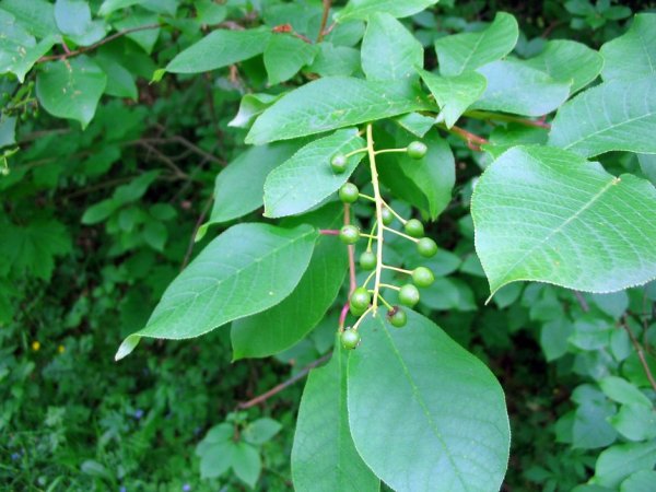 Слива обыкновенная листья