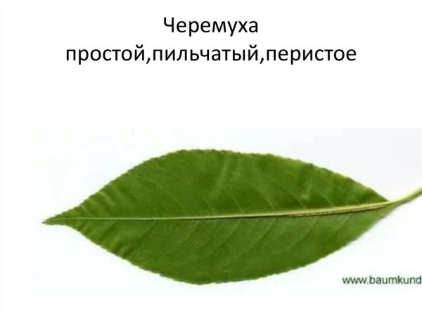 Черемуха Уединенная