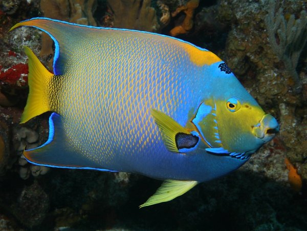 Центропиг Королевский