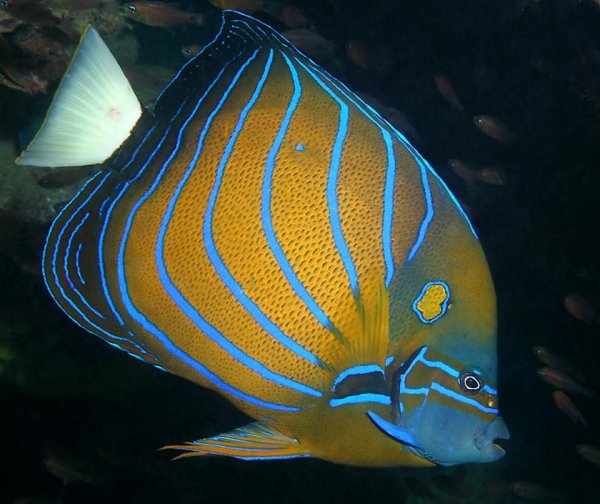 Pomacanthus semicirculatus