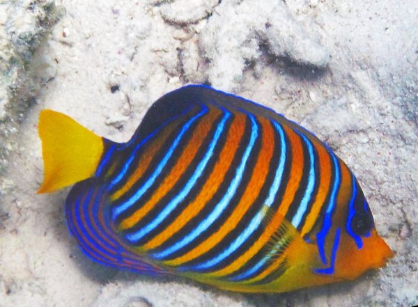 Ангел диакантус (Королевский Павлин)