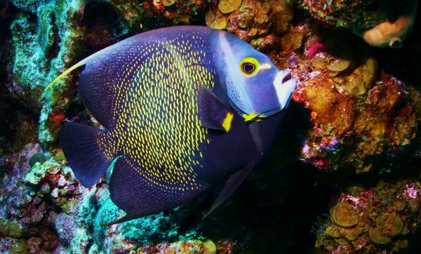 Зебрасома парусная