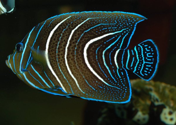 Pomacanthus semicirculatus