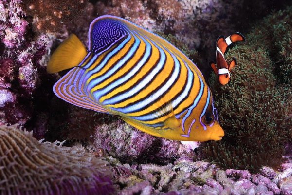 Рыба ангел диакантус