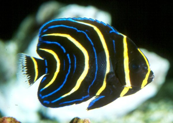 Pomacanthus zonipectus