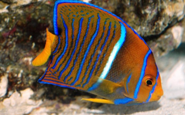 Тропическая рыба Holacanthus