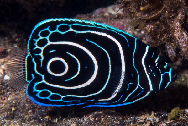 Помакантус Император