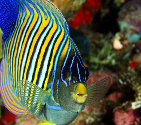 Рыба ангел диакантус