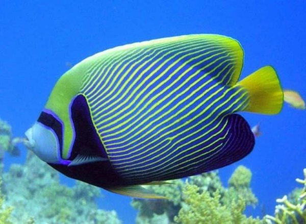 Pomacanthus Imperator