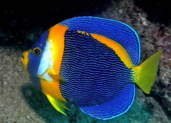 Центропиг Королевский