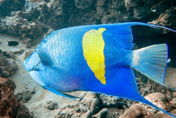 Центропиг жемчужный