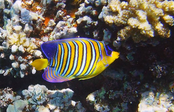 Рыба ангел диакантус