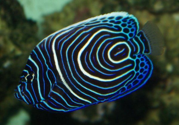 Pomacanthus Imperator