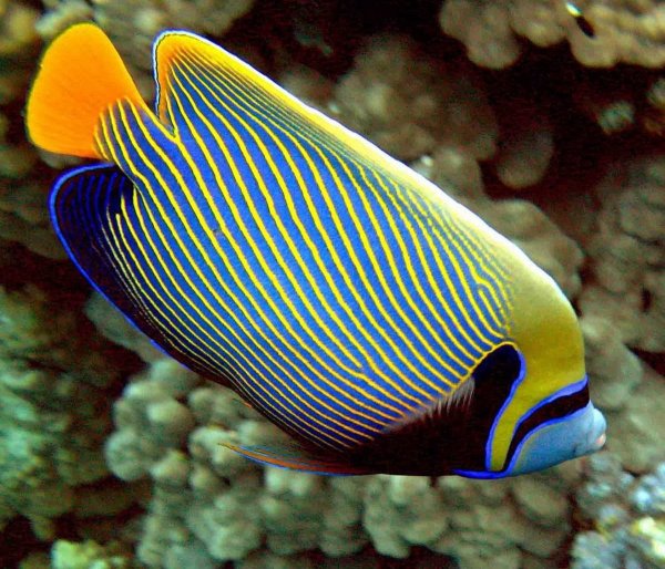 Императорский спинорог