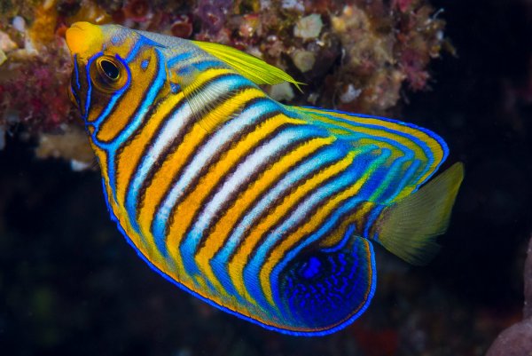 Рыба ангел кольчатый