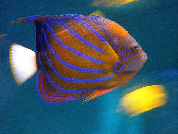 Красивые коралловые рыбки